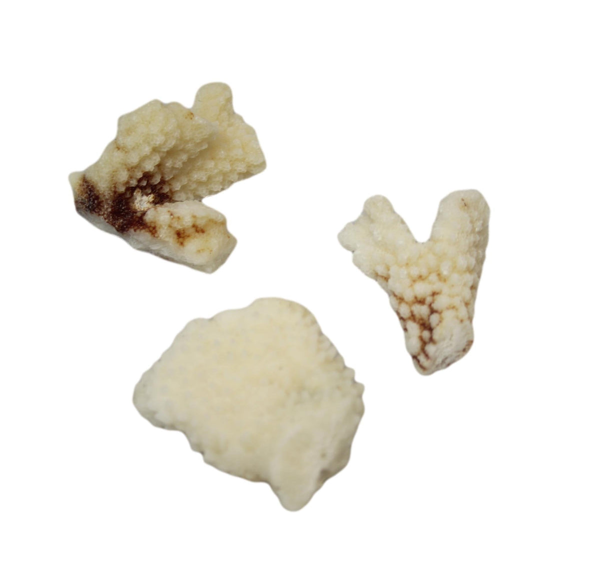 Natural White Stone Seashells Beach Shells Aquarium Decor 4 - 7cm Pack of 3 4528