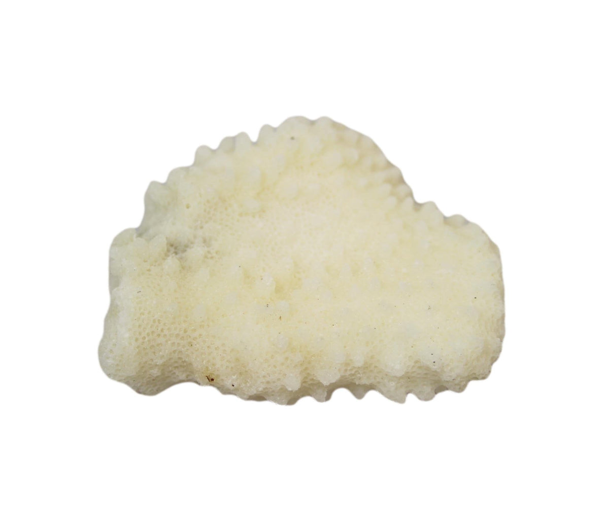 Natural White Stone Seashells Beach Shells Aquarium Decor 4 - 7cm Pack of 3 4528