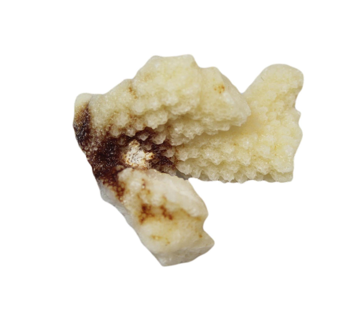 Natural White Stone Seashells Beach Shells Aquarium Decor 4 - 7cm Pack of 3 4528