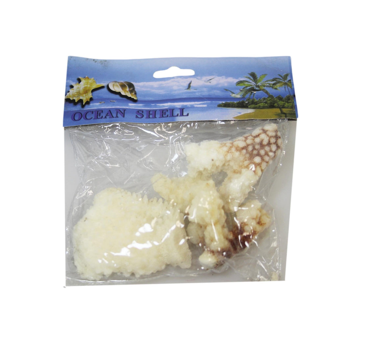 Natural White Stone Seashells Beach Shells Aquarium Decor 4 - 7cm Pack of 3 4528